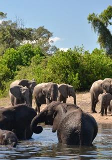 Кейптаун, Водопад Виктория и сафари в Чобе8