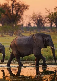 Кейптаун, Водопад Виктория и сафари в Чобе7